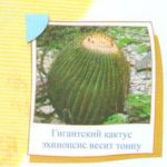 гиганский кактус